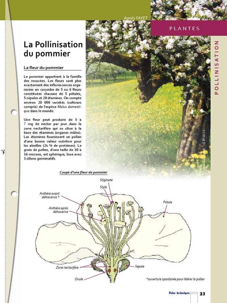 Pollinisation du Pommier Guide Pratique PDF — free download