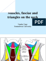 Neck Muscles