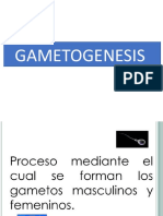 Gametogenesis Oficial