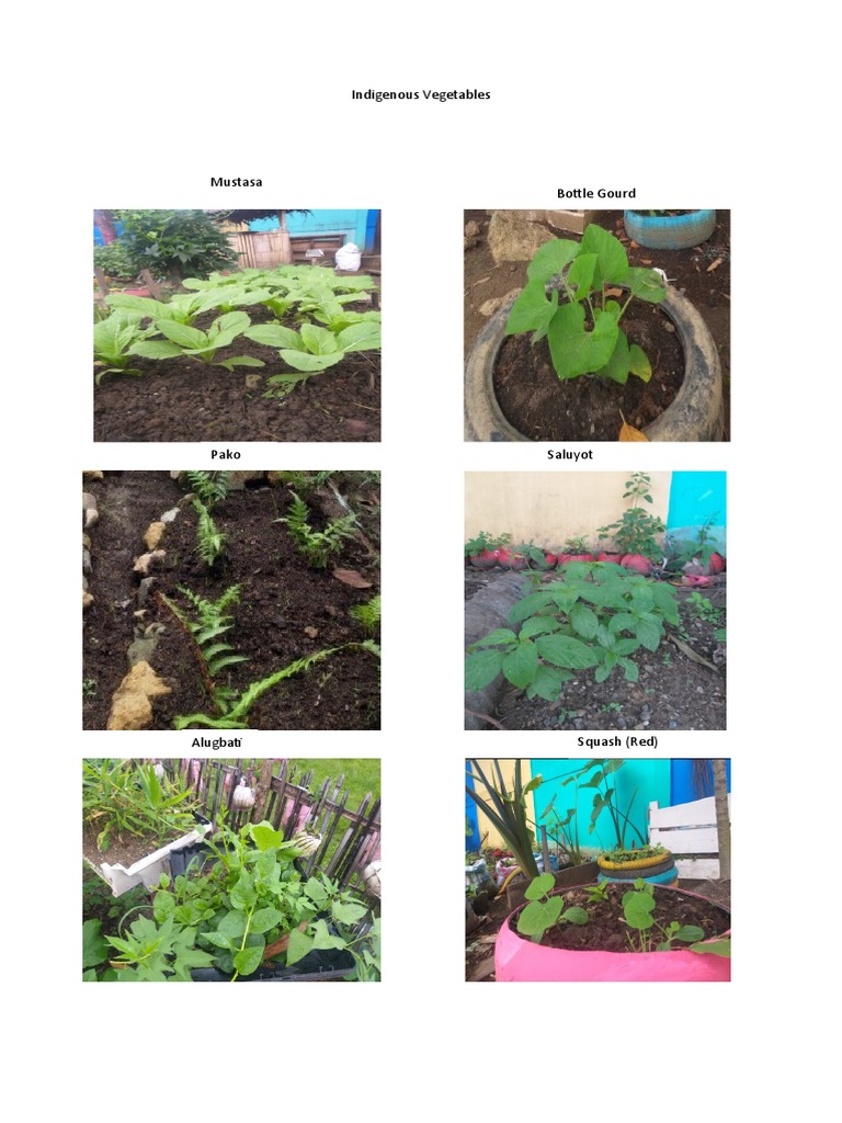 Indigenous Vegetables Pdf