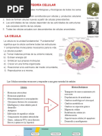Formas y Tamaños de las Células | PDF | Biología Celular) | Micrometro