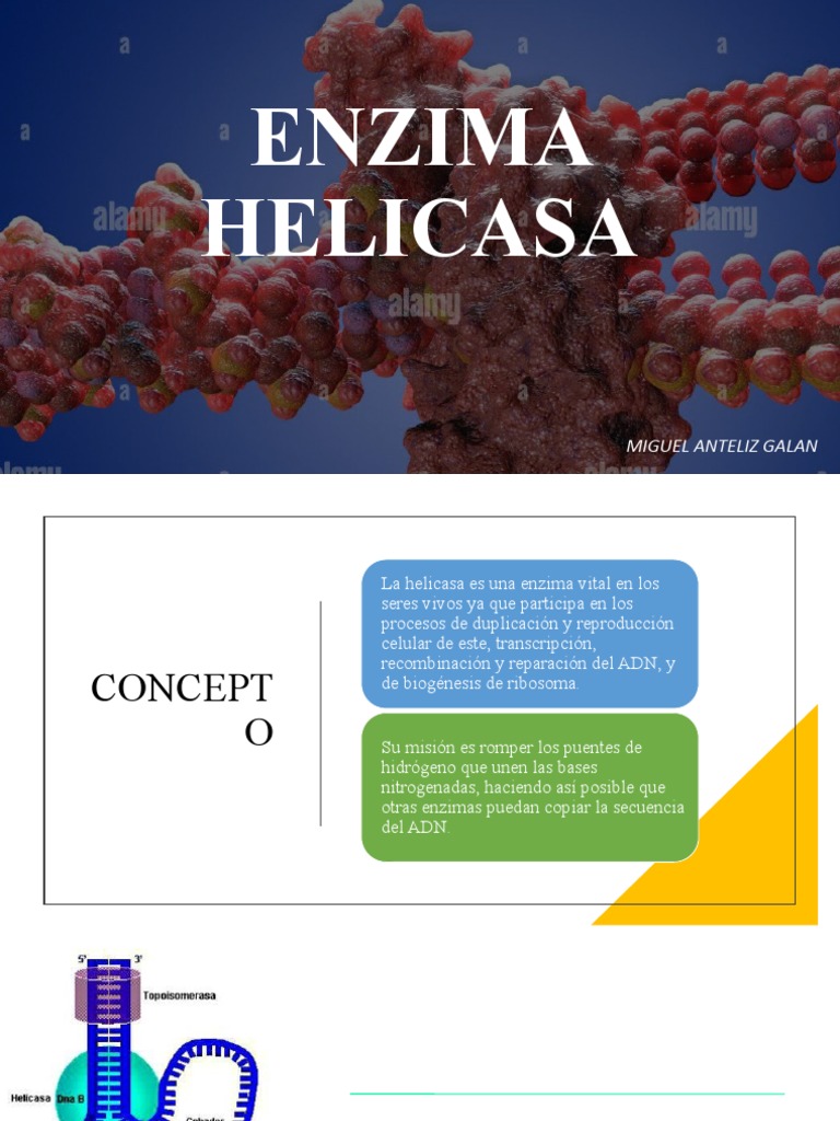 Funciones y Tipos de Helicazas en Biología | PDF
