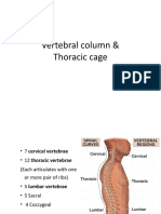 1.thoracic Cage