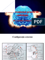 Radioanatomie An 2 Sem 2 - 230515 - 175241