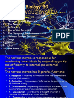 Nervous System Powerpoint