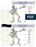 Esqueleto Humano