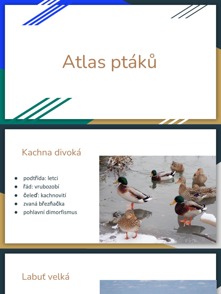 ATLAS PTAK W POLSKICH intelligence overview
