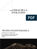 03.pruebas de La Evolución