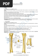 Tibia y Perone | PDF | Sistema esquelético | Anatomía humana