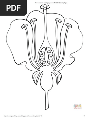 Flower Anatomy coloring page _ Free Printable Coloring Pages