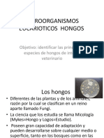 Microorganismos Eucarioticos Hongos