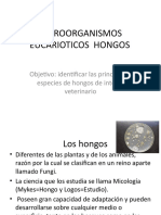 Microorganismos Eucarioticos Hongos