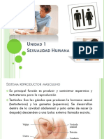 Sistema Reproductor Masculino y Gametos