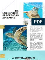 005-Identificación de Tortugas Marinas