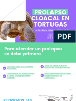 Mini Guía Prolapso Cloacal en Tortugas