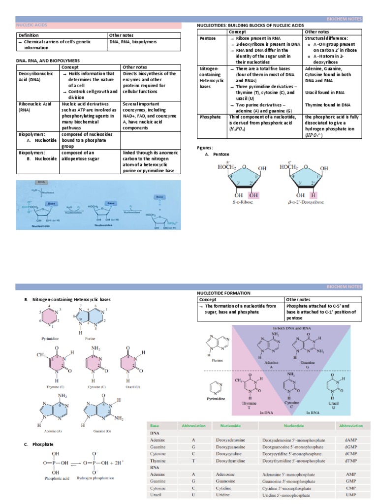 Biochemistry - Nucleic Acid | PDF