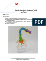 PNT-0125C Columna Espinal Felxible Coloreada Con Fémur