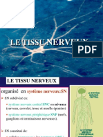 4-tissu_nerveux_4