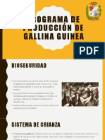 Programa de Producción de Gallina Guinea