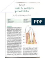 Anatomía Periodonto
