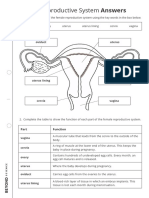 Female Reproductive System Worksheet Support - Answers