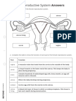 Female Reproductive System Worksheet - Answers