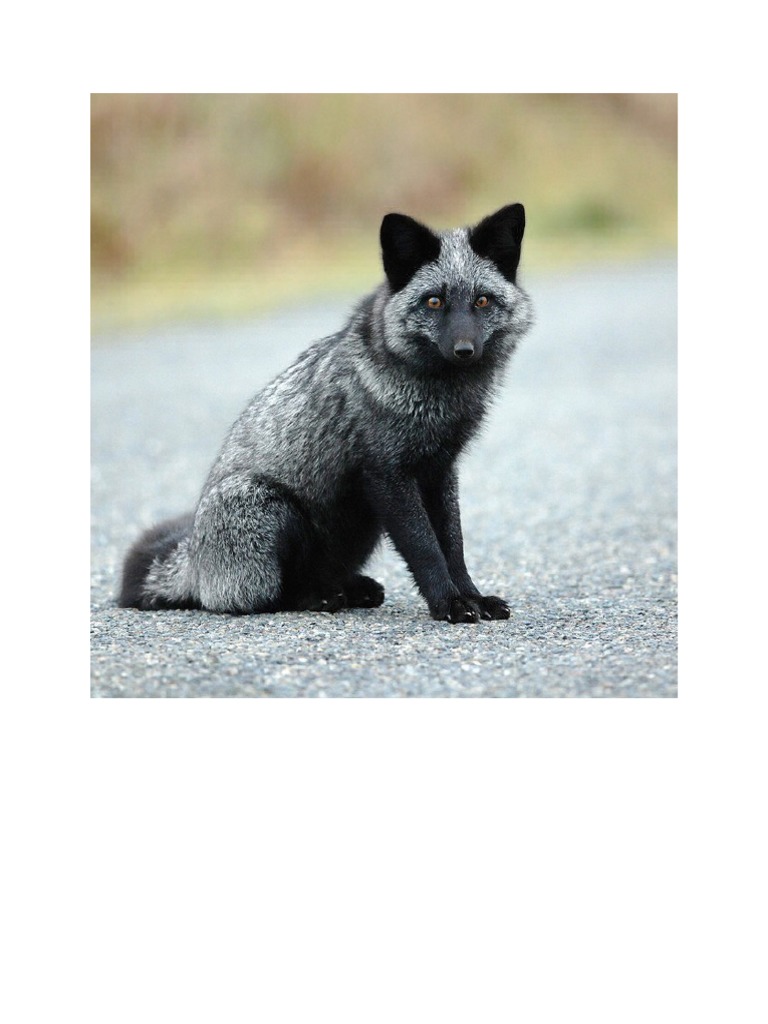 silver fox image | PDF