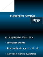 Puerperio Bovino