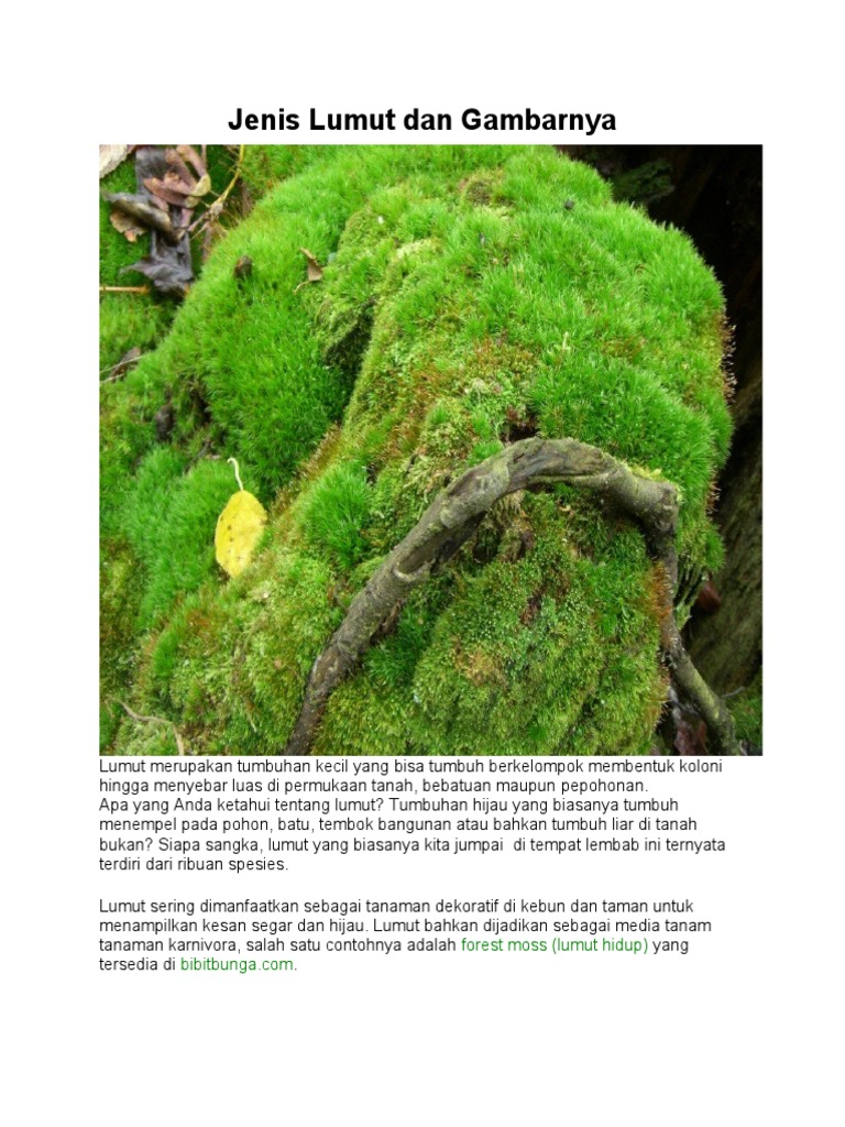 Jenis Lumut Dan Gambarnya | PDF