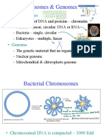 Maha - DNA Topology