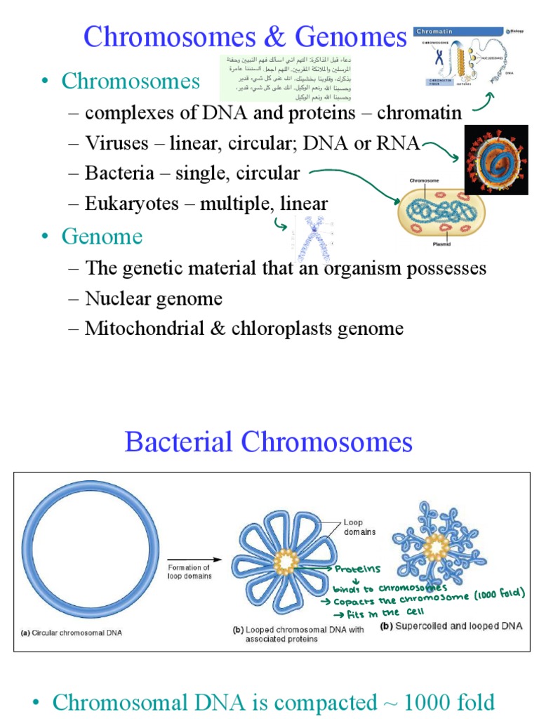 Maha - DNA Topology | PDF