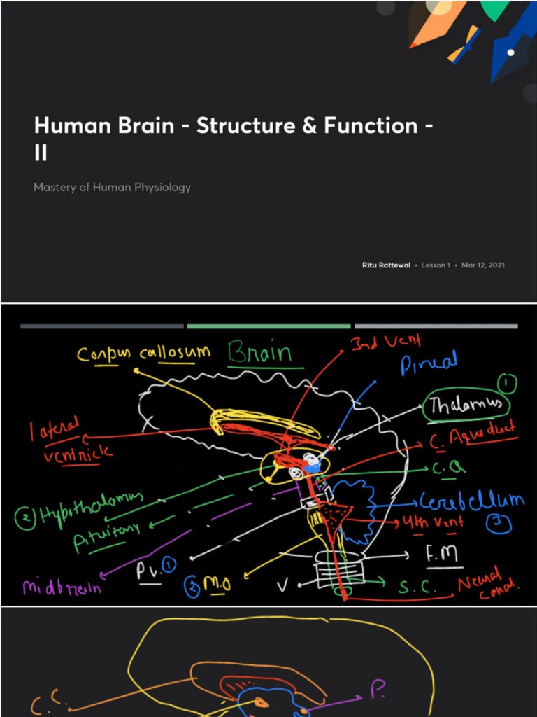 Human Brain - Structure Function With Anno 1683769297449 | PDF