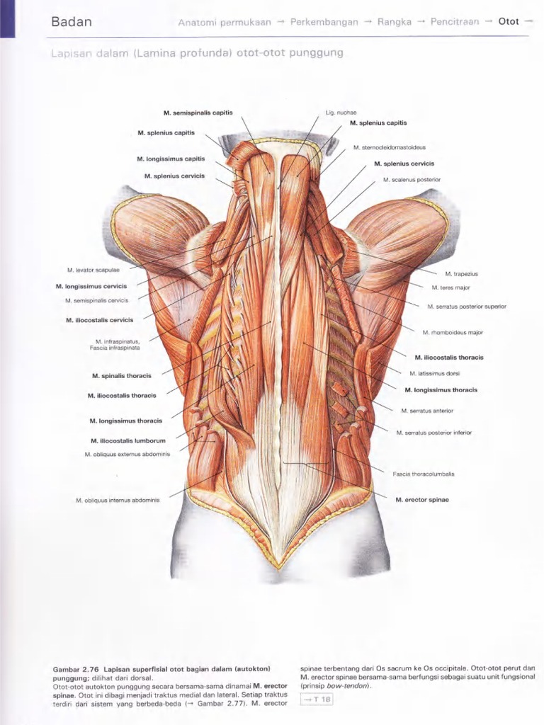 Back Layer | PDF