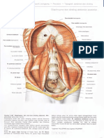 Diaphragm and Abdomen