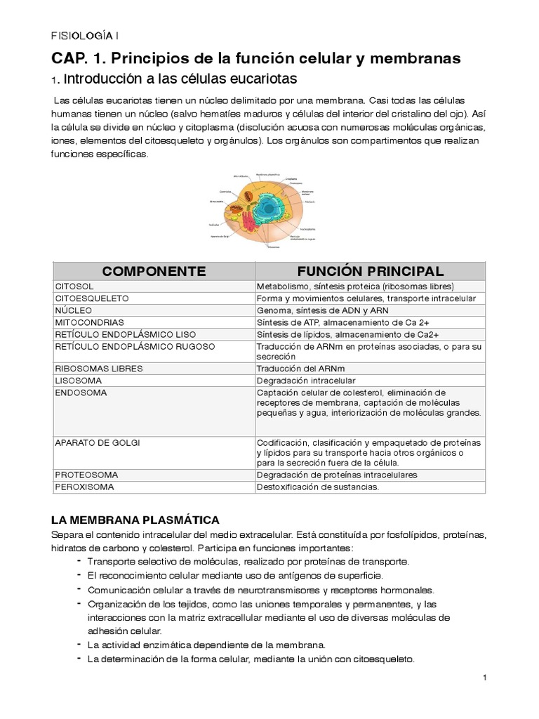Función y Estructura de Células Eucariotas | PDF | Membrana celular ...