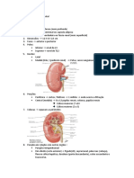 Anatomia - Sistema Urogenital