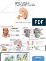 Anatomia Riñon Completo