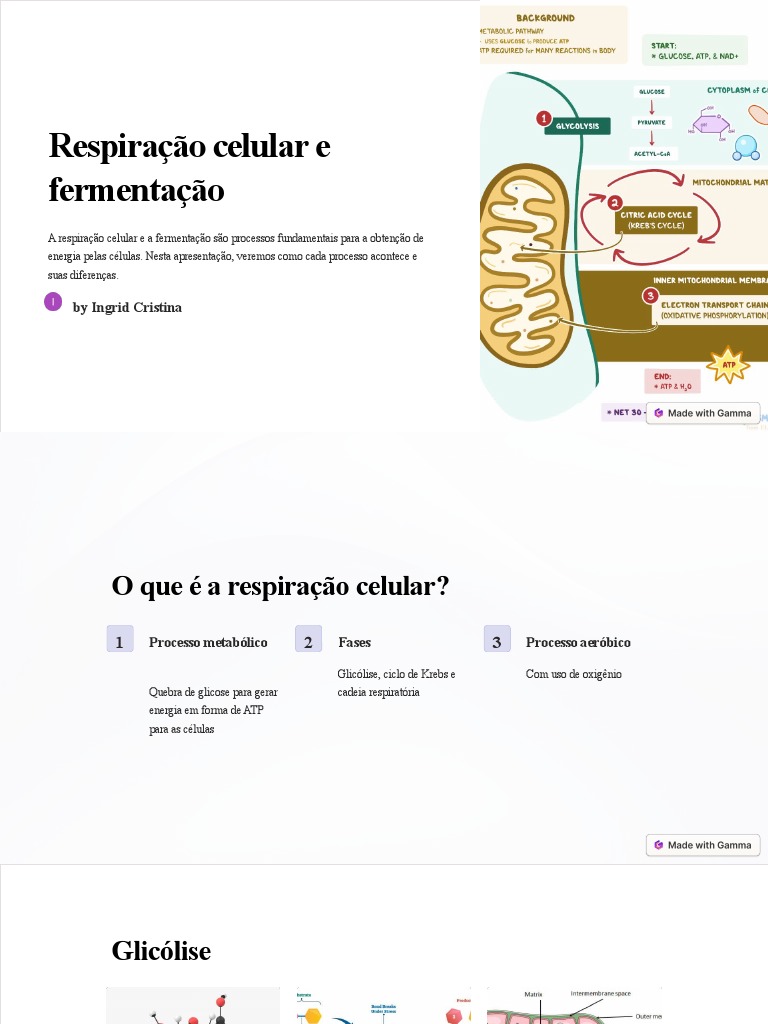 Respiracao Celular E Fermentacao 4 Pdf Respiração Celular Fermentação