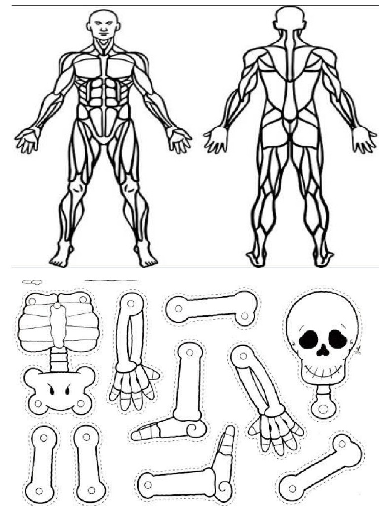 Aparato locomotor pdf