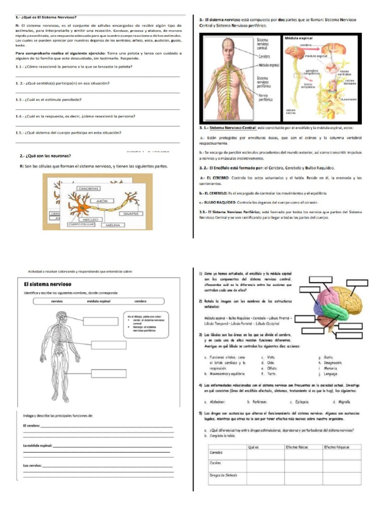 Sistema Nervioso 4° Basico | PDF
