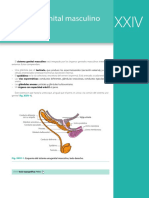 Latarjet Ruiz Liard. Anatomía Humana 5ª Edicion T2. Sistema Reproductor Masculino