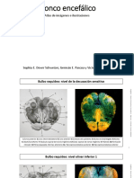 Imagenes de Tronco Del Encefalo. Material de Anatomia FCB