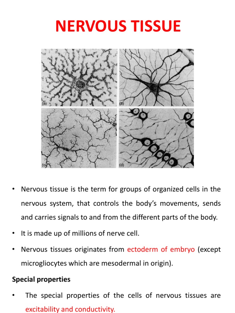 3 Nervous Tissue | PDF | Self-Improvement