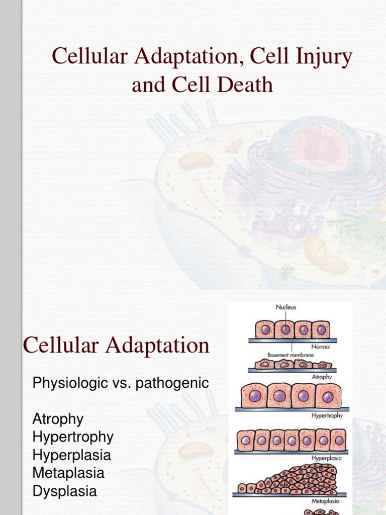 Lecture2 cellular adaptations cell injury and cell death final3