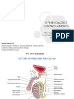 HistologiaPL - Testículo, Espermatozóide e Qualidade Espermática