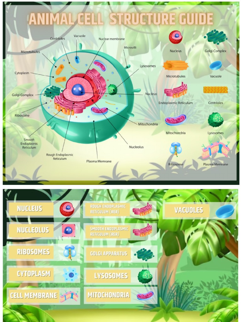 Animal Cell (To Print) | PDF