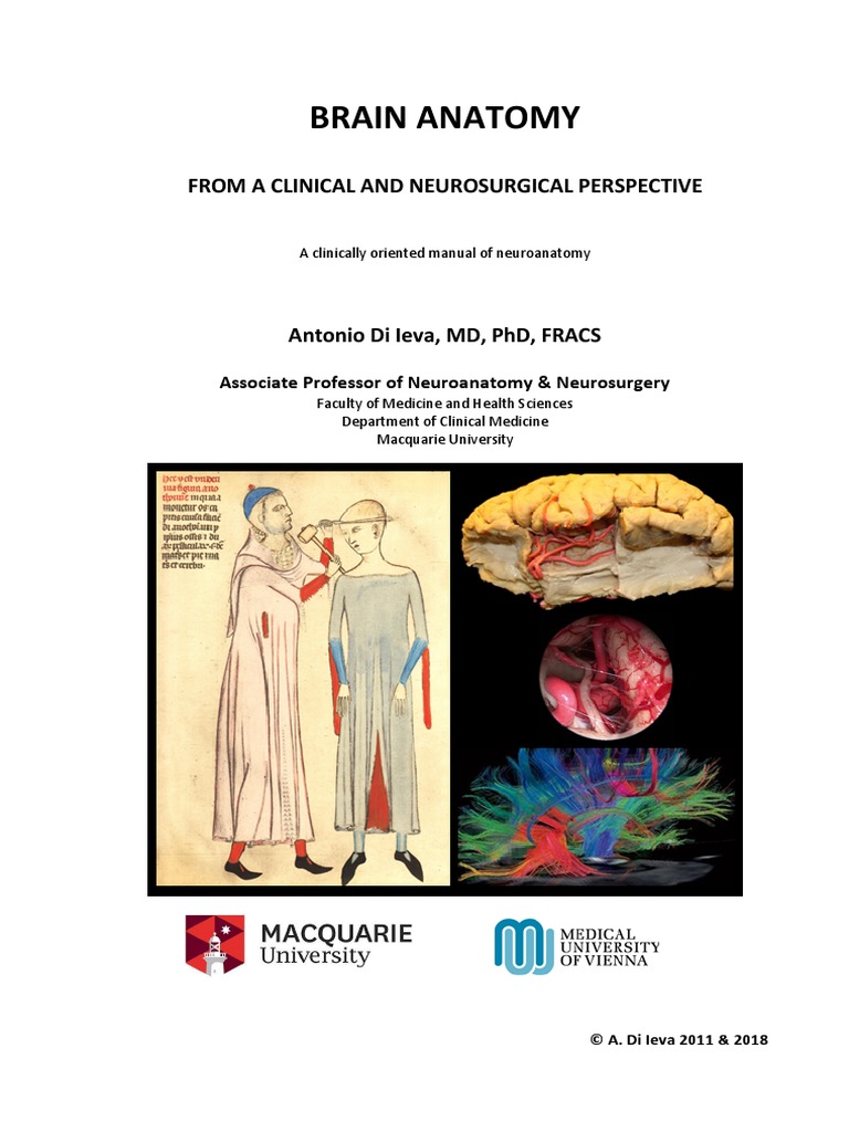 Di - Ieva - S - Brain - Anatomy - Booklet Dest | PDF