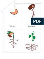 CM - Ciclo de La Vida de La Planta