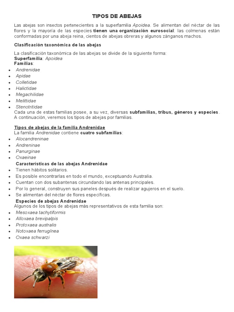 Tipos de Abejas | PDF | Abejas | Apidae
