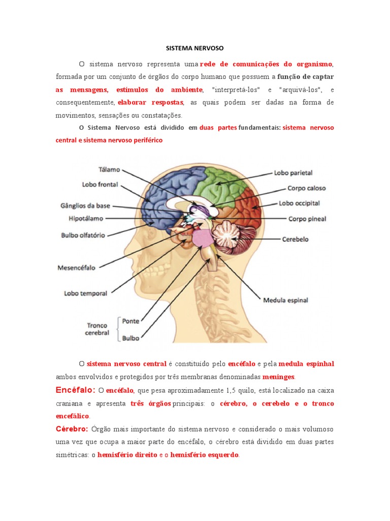 Estrutura e Função do Sistema Nervoso | PDF | Ciências e Matemática